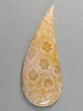 fossil_coral