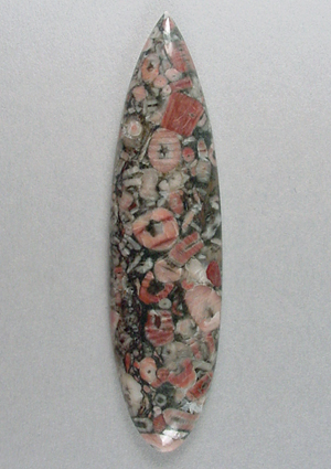 crinoid
