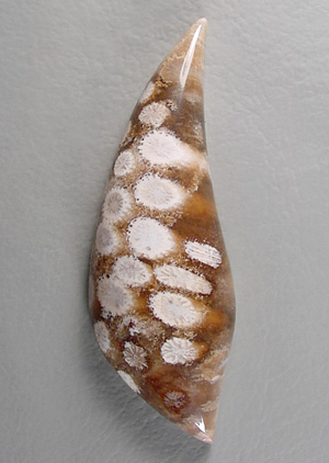 Fossil coral